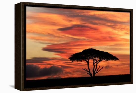 Acacia tree at sunset, Serengeti National Park, Tanzania, Africa-Adam Jones-Framed Stretched Canvas