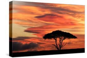 Acacia tree at sunset, Serengeti National Park, Tanzania, Africa-Adam Jones-Stretched Canvas