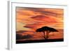 Acacia tree at sunset, Serengeti National Park, Tanzania, Africa-Adam Jones-Framed Photographic Print