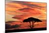 Acacia tree at sunset, Serengeti National Park, Tanzania, Africa-Adam Jones-Mounted Photographic Print