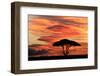Acacia tree at sunset, Serengeti National Park, Tanzania, Africa-Adam Jones-Framed Photographic Print
