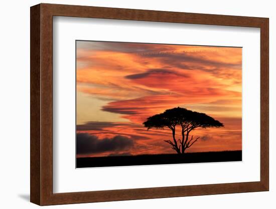 Acacia tree at sunset, Serengeti National Park, Tanzania, Africa-Adam Jones-Framed Photographic Print