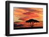 Acacia tree at sunset, Serengeti National Park, Tanzania, Africa-Adam Jones-Framed Photographic Print