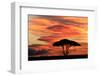 Acacia tree at sunset, Serengeti National Park, Tanzania, Africa-Adam Jones-Framed Photographic Print