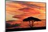Acacia tree at sunset, Serengeti National Park, Tanzania, Africa-Adam Jones-Mounted Photographic Print