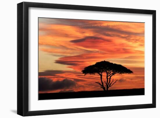 Acacia tree at sunset, Serengeti National Park, Tanzania, Africa-Adam Jones-Framed Photographic Print