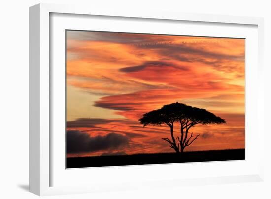 Acacia tree at sunset, Serengeti National Park, Tanzania, Africa-Adam Jones-Framed Photographic Print