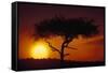 Acacia Tree at Sunset-Paul Souders-Framed Stretched Canvas