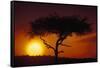 Acacia Tree at Sunset-Paul Souders-Framed Stretched Canvas