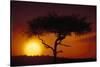 Acacia Tree at Sunset-Paul Souders-Stretched Canvas