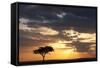 Acacia Tree at Sunset-null-Framed Stretched Canvas