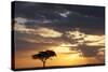 Acacia Tree at Sunset-null-Stretched Canvas