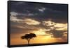 Acacia Tree at Sunset-null-Framed Stretched Canvas