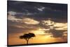 Acacia Tree at Sunset-null-Stretched Canvas