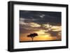 Acacia Tree at Sunset-null-Framed Photographic Print