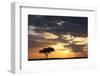 Acacia Tree at Sunset-null-Framed Photographic Print