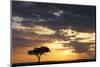 Acacia Tree at Sunset-null-Mounted Photographic Print