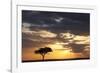 Acacia Tree at Sunset-null-Framed Photographic Print
