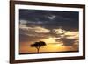 Acacia Tree at Sunset-null-Framed Photographic Print