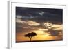 Acacia Tree at Sunset-null-Framed Photographic Print