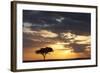 Acacia Tree at Sunset-null-Framed Photographic Print