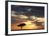 Acacia Tree at Sunset-null-Framed Photographic Print