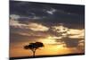 Acacia Tree at Sunset-null-Mounted Photographic Print