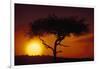 Acacia Tree at Sunset-Paul Souders-Framed Photographic Print