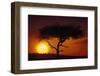 Acacia Tree at Sunset-Paul Souders-Framed Photographic Print