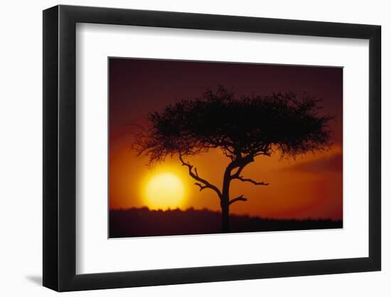 Acacia Tree at Sunset-Paul Souders-Framed Photographic Print