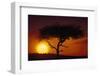 Acacia Tree at Sunset-Paul Souders-Framed Photographic Print