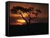 Acacia Tree During Afternoon Rain Storm, Masai Mara Game Reserve, Kenya-Paul Souders-Framed Stretched Canvas