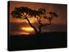 Acacia Tree During Afternoon Rain Storm, Masai Mara Game Reserve, Kenya-Paul Souders-Stretched Canvas