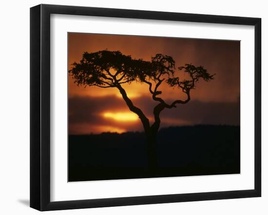 Acacia Tree During Afternoon Rain Storm, Masai Mara Game Reserve, Kenya-Paul Souders-Framed Photographic Print