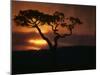 Acacia Tree During Afternoon Rain Storm, Masai Mara Game Reserve, Kenya-Paul Souders-Mounted Photographic Print
