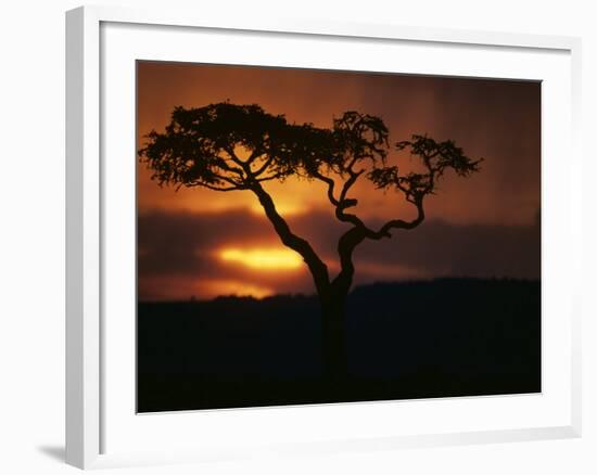 Acacia Tree During Afternoon Rain Storm, Masai Mara Game Reserve, Kenya-Paul Souders-Framed Photographic Print