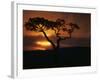 Acacia Tree During Afternoon Rain Storm, Masai Mara Game Reserve, Kenya-Paul Souders-Framed Photographic Print