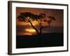 Acacia Tree During Afternoon Rain Storm, Masai Mara Game Reserve, Kenya-Paul Souders-Framed Photographic Print