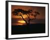 Acacia Tree During Afternoon Rain Storm, Masai Mara Game Reserve, Kenya-Paul Souders-Framed Photographic Print