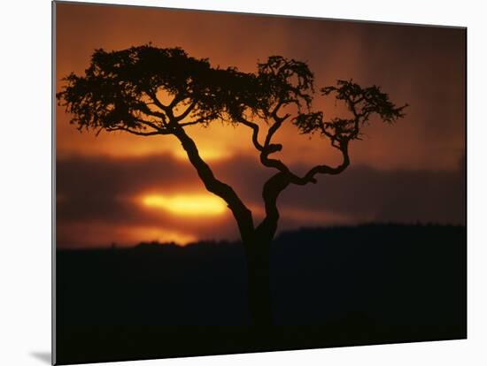 Acacia Tree During Afternoon Rain Storm, Masai Mara Game Reserve, Kenya-Paul Souders-Mounted Photographic Print