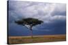 Acacia Tree Growing on Savannah against Sky Background, Masai Mara National Reserve, Kenya-Anup Shah-Stretched Canvas