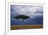 Acacia Tree Growing on Savannah against Sky Background, Masai Mara National Reserve, Kenya-Anup Shah-Framed Photographic Print