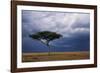 Acacia Tree Growing on Savannah against Sky Background, Masai Mara National Reserve, Kenya-Anup Shah-Framed Photographic Print