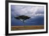 Acacia Tree Growing on Savannah against Sky Background, Masai Mara National Reserve, Kenya-Anup Shah-Framed Photographic Print