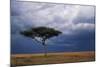 Acacia Tree Growing on Savannah against Sky Background, Masai Mara National Reserve, Kenya-Anup Shah-Mounted Photographic Print