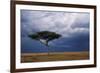 Acacia Tree Growing on Savannah against Sky Background, Masai Mara National Reserve, Kenya-Anup Shah-Framed Photographic Print