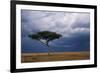 Acacia Tree Growing on Savannah against Sky Background, Masai Mara National Reserve, Kenya-Anup Shah-Framed Photographic Print