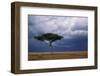 Acacia Tree Growing on Savannah against Sky Background, Masai Mara National Reserve, Kenya-Anup Shah-Framed Photographic Print