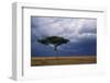 Acacia Tree Growing on Savannah against Sky Background, Masai Mara National Reserve, Kenya-Anup Shah-Framed Photographic Print