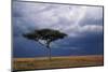 Acacia Tree Growing on Savannah against Sky Background, Masai Mara National Reserve, Kenya-Anup Shah-Mounted Photographic Print